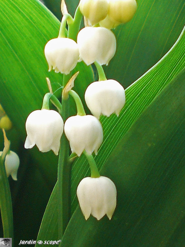 Le Muguet ( Convallaria Majalis ) vedette du premier mai