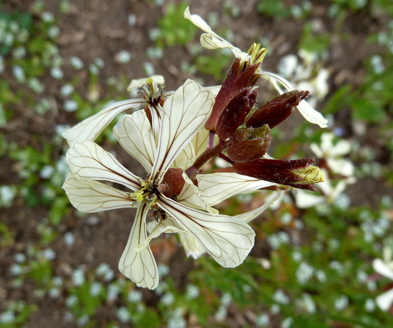 roquette