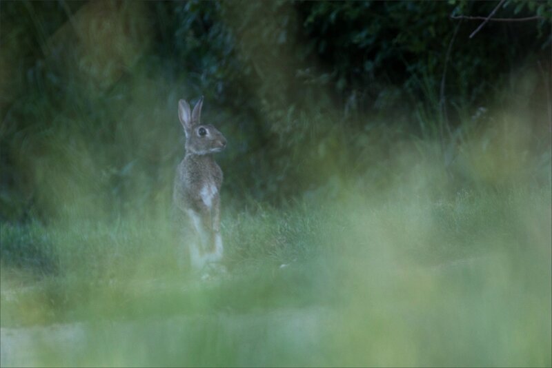 plaine lapin herbes 2 230517