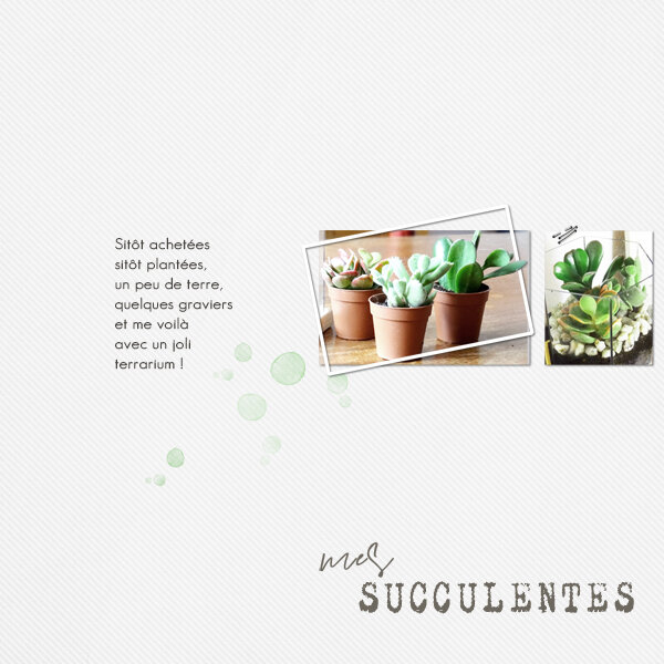 40 DCS mes succulentes