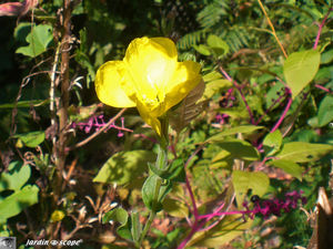 Oenothera_biennis_1