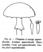 Joss p 195 fig 45