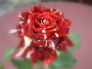 DSCF0494