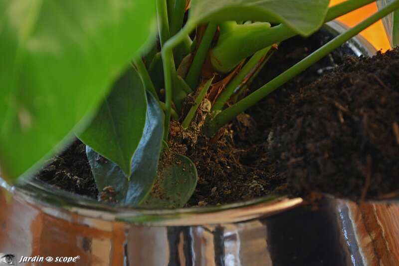 Utiliser un substrat spécial plantes d'intérieur