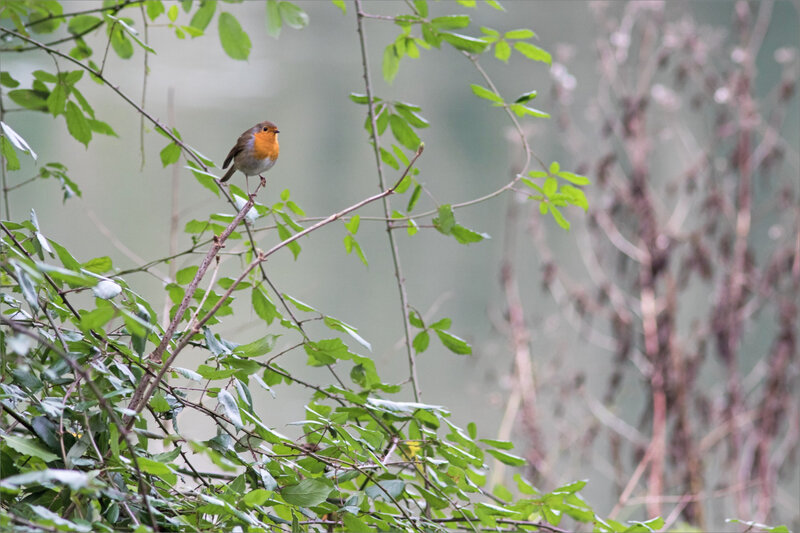 oiseau RG verdure 1 100120