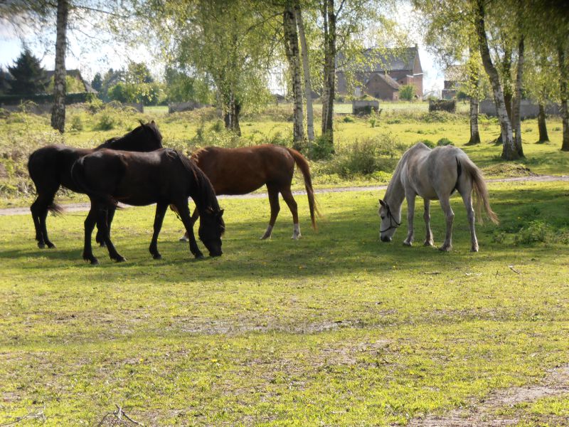 53 - Marcasse -  chevaux