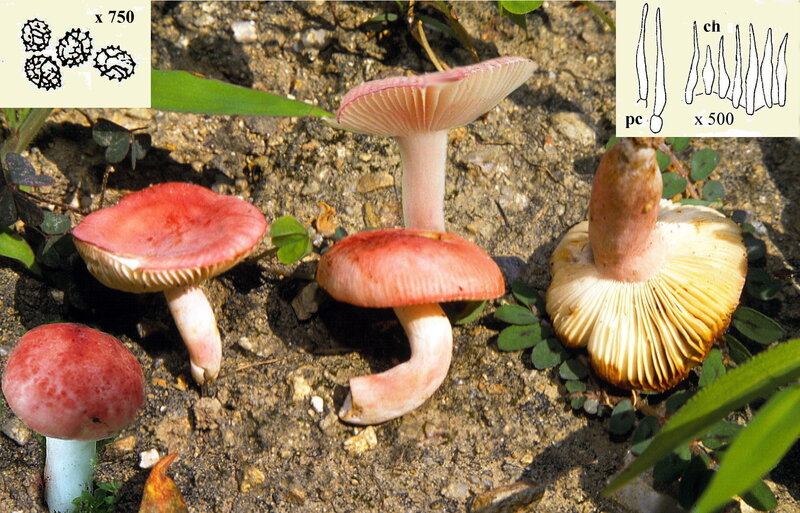 Russula_bella_1988_0703_mont1