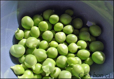 Du printemps en rouleaux! recettes entrees Du printemps en rouleaux!