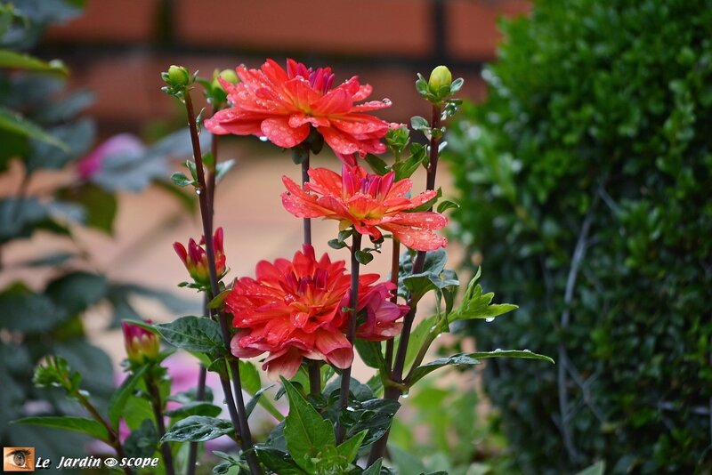 Dahlia Valentino (label Rouge)