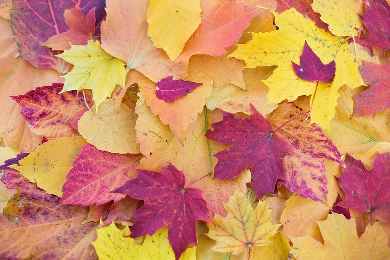 autumn-leaves-