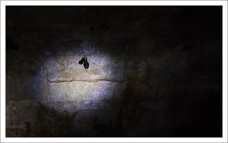 DSNE_chauve_souris_spot_1_souterrain_CS_2_230110