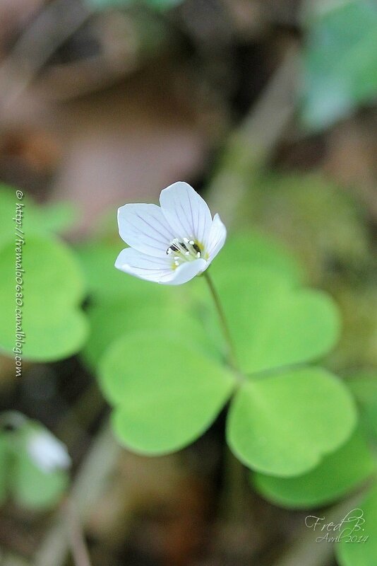 Oxalis acetosella