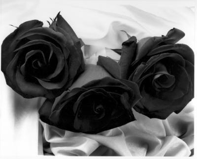 rose_noire