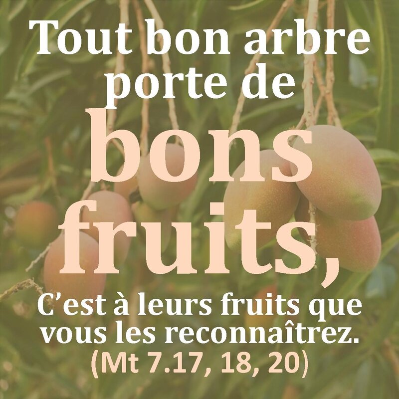 l_arbre_et_les_fruits5