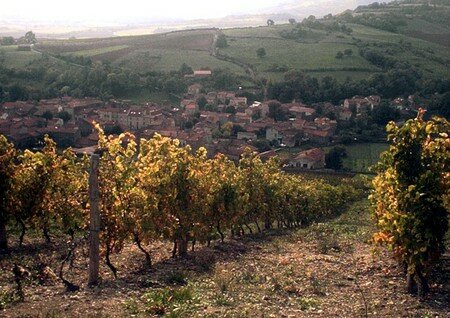 vignes_de_Boudes