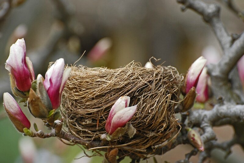 fleurs et nid