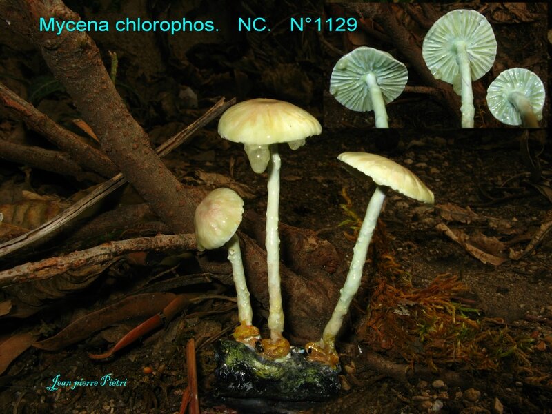Mycena chlorophos n°1129