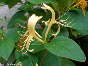 Chevrefeuille_jaune