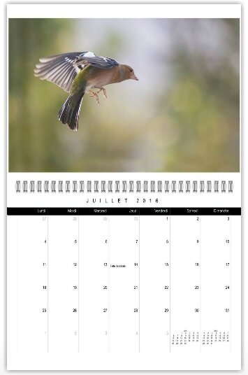 calendrier-2016-oiseaux-2