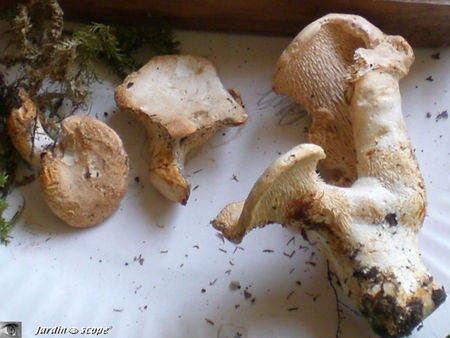 Pied_de_mouton