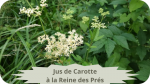 27 REINE DES PRES(2)Jus de Carottes à la Reine des Prés-modified