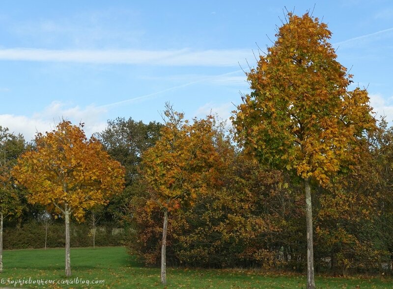 AUTOMN arbres