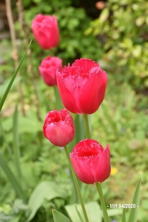 Tulipes frangées