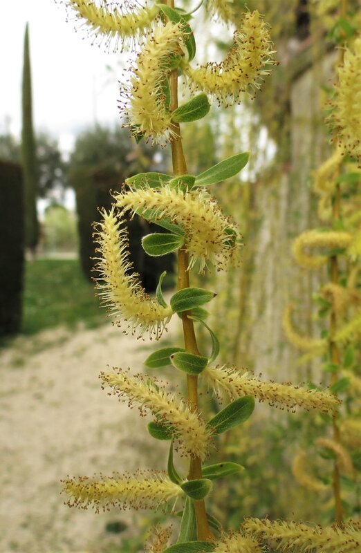 Salix babylonica