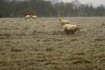 moutons_congel_s__Large_