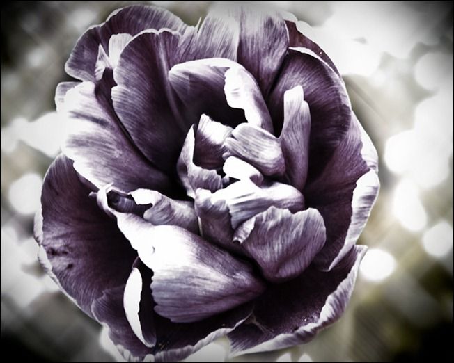fleur-violette-20110419-DSC_0233-Modifier-2
