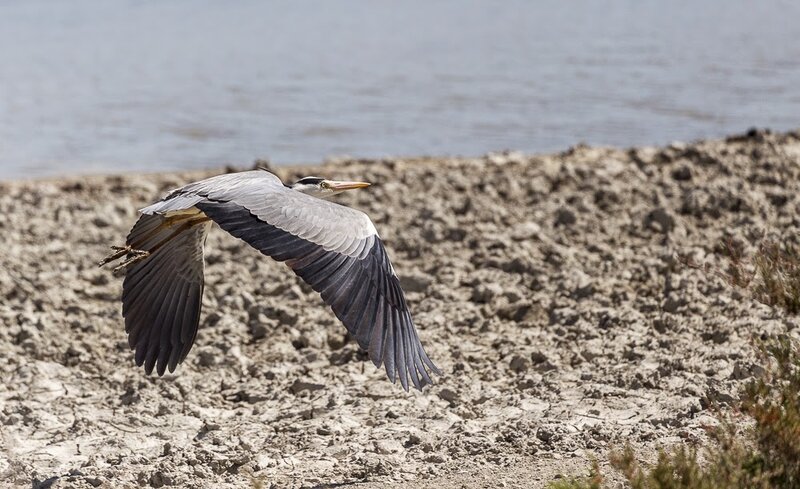 Camargue - avril 2015 - 014.jpg