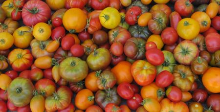 IMG_3108_TOMATO