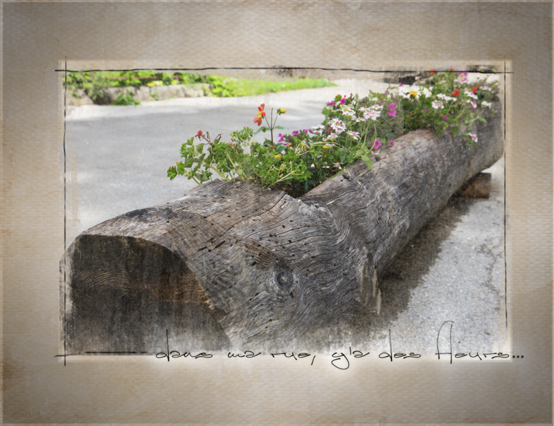 arbre fleurs rue-Brisebois