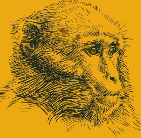 singe