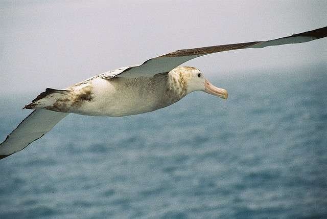 07-Albatros