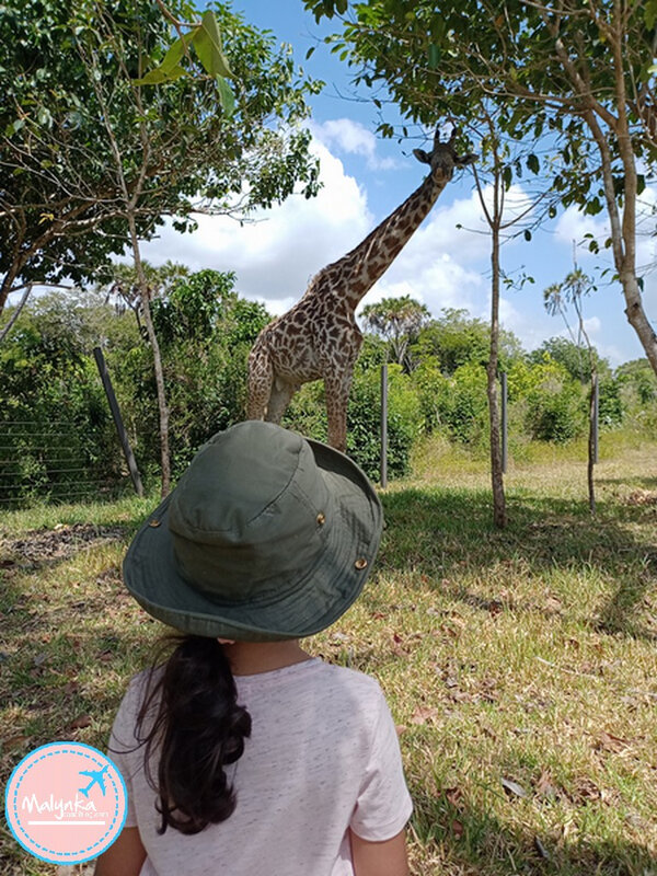 girafe-close-proche-kenya