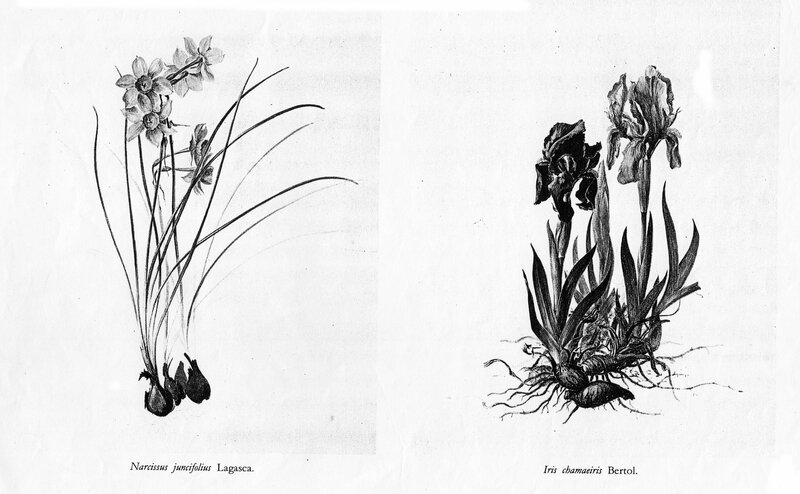 p 47 b Narcissus juncifolius Iris chamaeiris