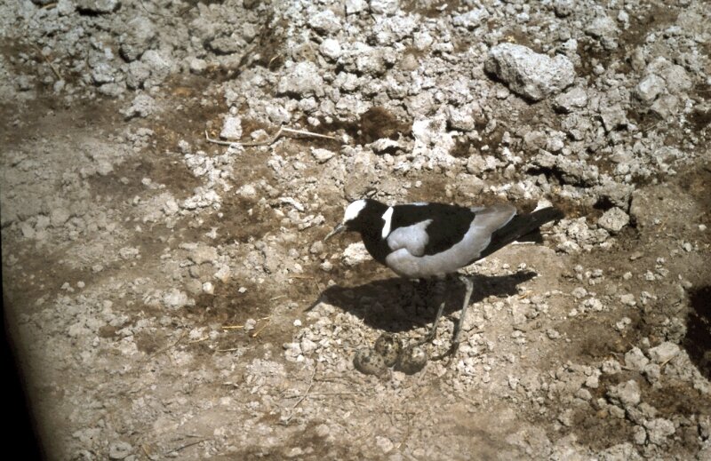 amboseli oiseaux p