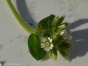 Stellaria media fleurs