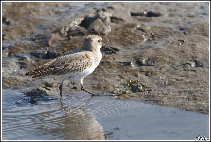 Bécasseau variable