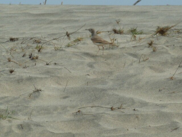 oiseau couleur sable