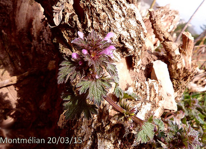 lamium hybridum