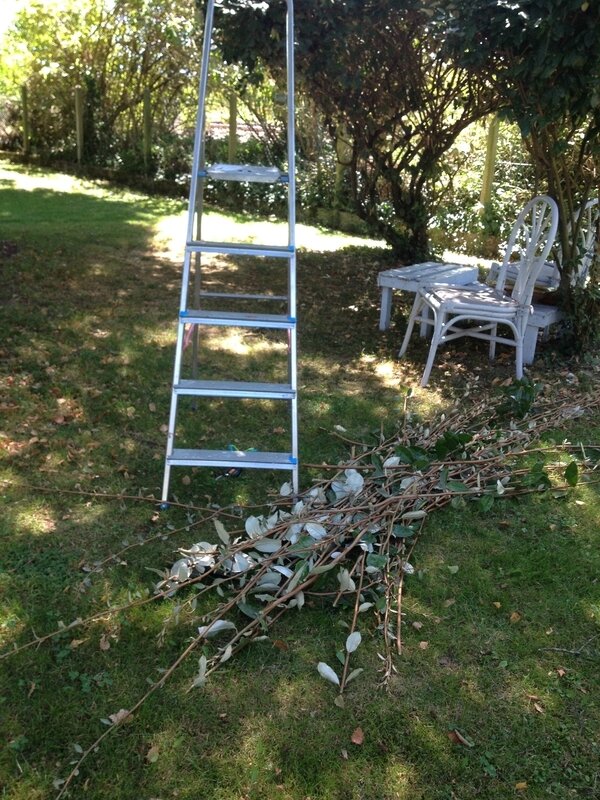 bois pour couronne tressée