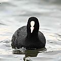 Foulque macroule, Fulica atra