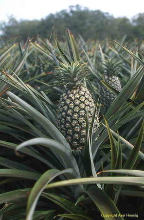 queens_ananas