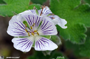 Geranium_Renardii_fleur