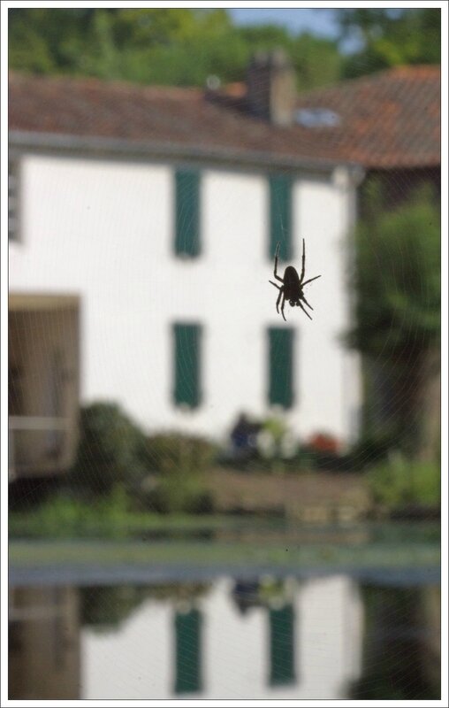 Roussille araignee moulin 10 270714