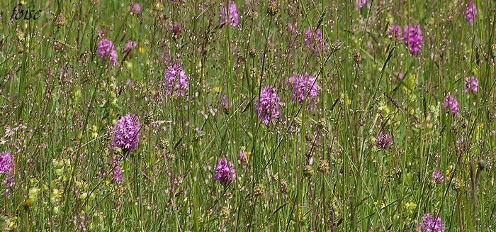 floraison Mai à Août