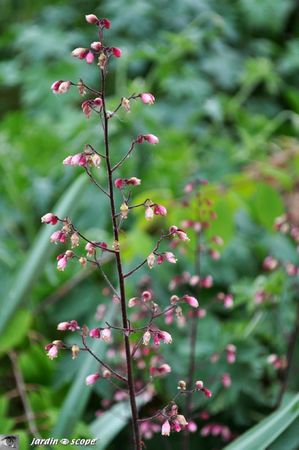 Heuchere-beauty-color