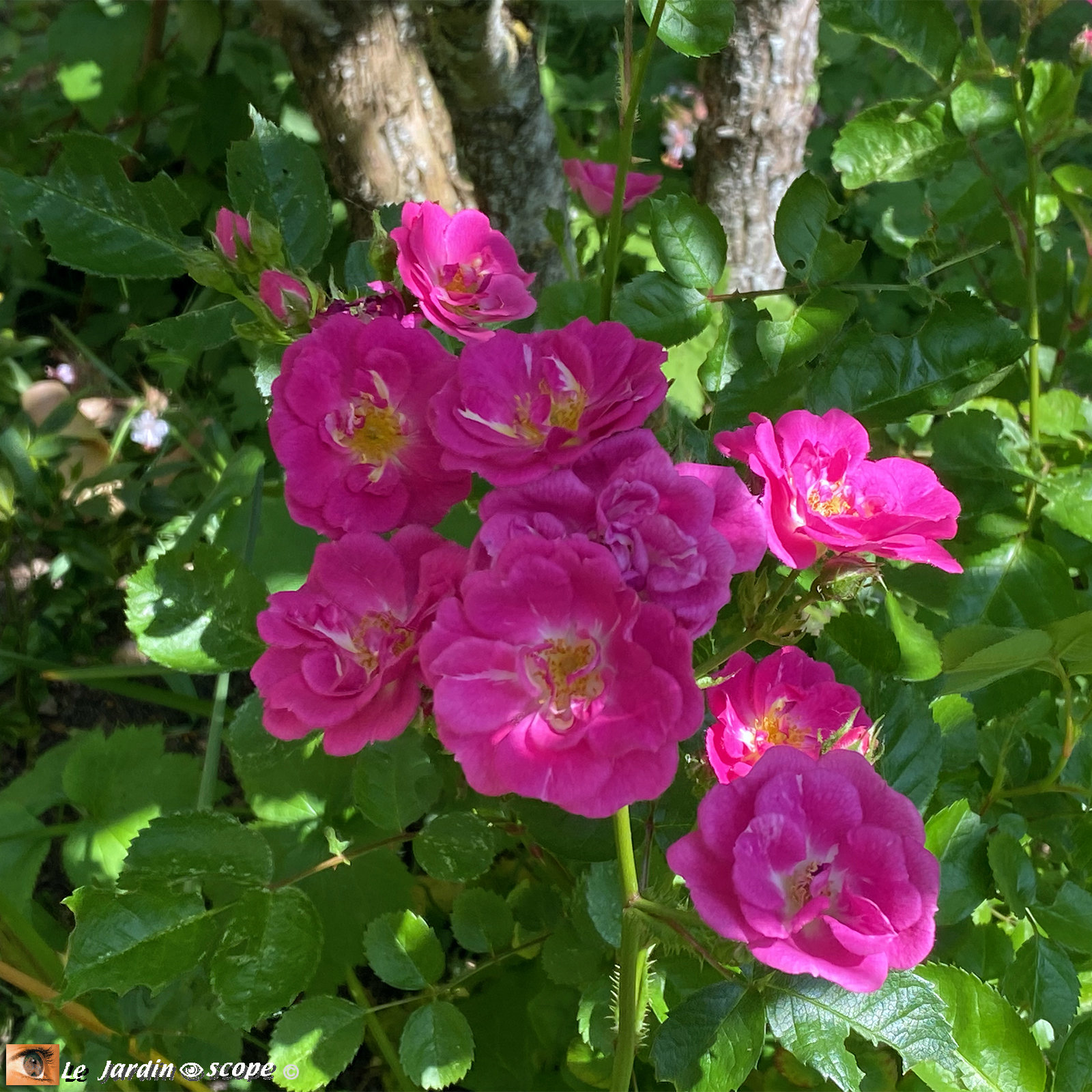 Rosa 'Ariel®'